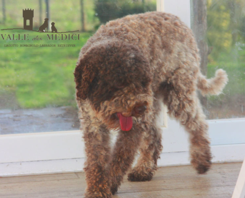 lagotto romagnolo allevamento