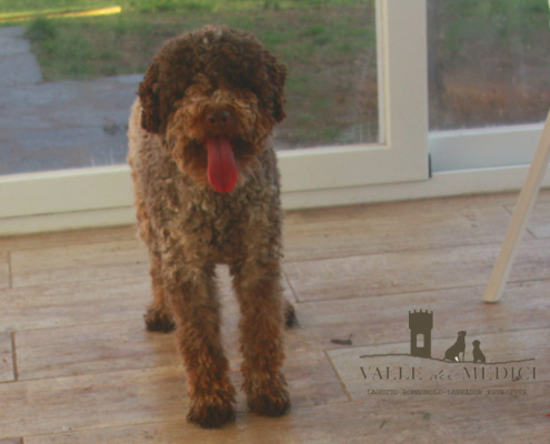 lagotto romagnolo cuccioli