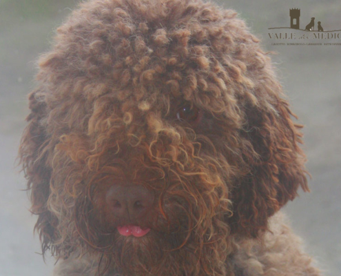 lagotto romagnolo immagini