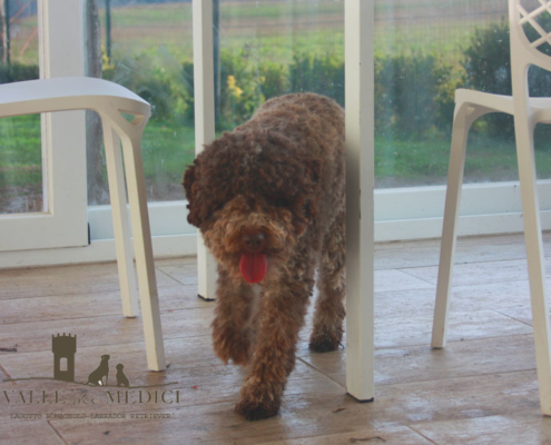 lagotto romagnolo perla