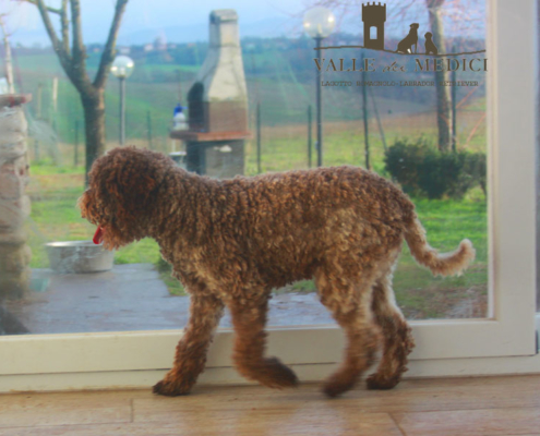 lagotto romagnolo vendita cuccioli