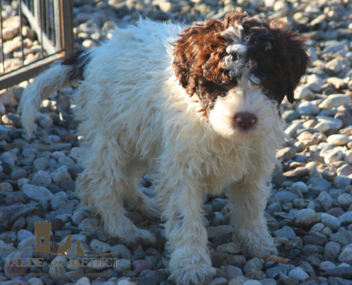 olivia lagotto