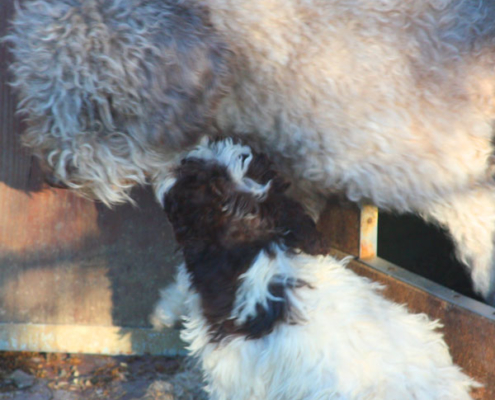 tenerezze lagotto