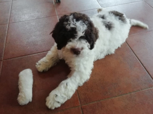 allevamento lagotto milano