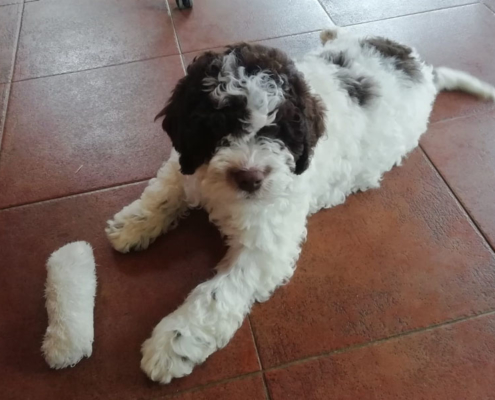 allevamento lagotto milano