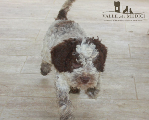 breed lagotto romagnolo