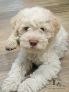 breeding lagotto romagnolo kennel