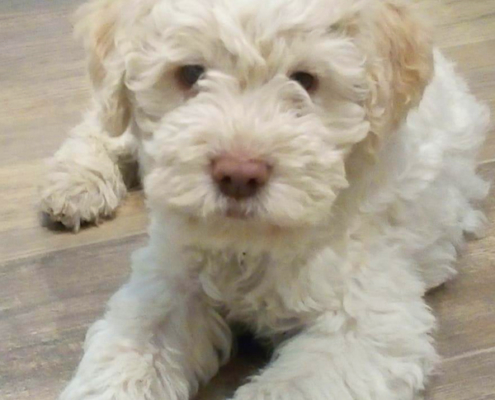 breeding lagotto romagnolo kennel