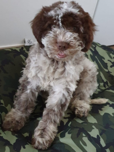 cucciolo lagotto roma