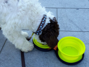 cucciolo lagotto romagnolo