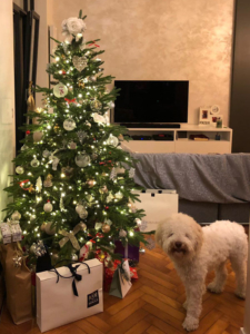 lagotto a natale