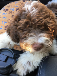 lagotto allevamento