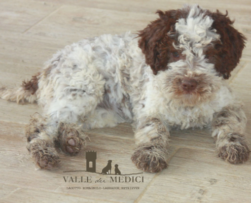 lagotto romagnolo great britain