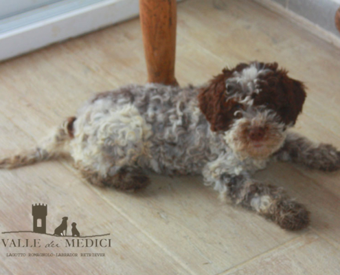 prossima cucciolata lagotto