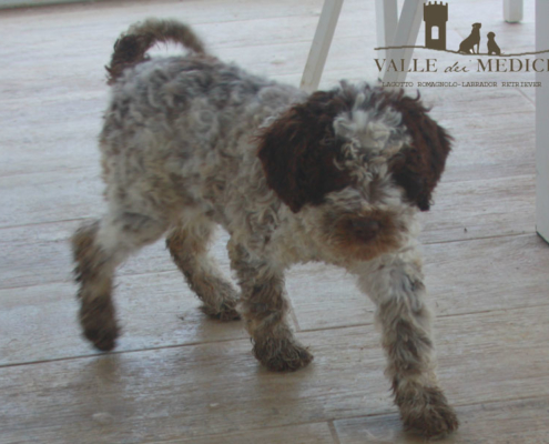 roano lagotto romagnolo