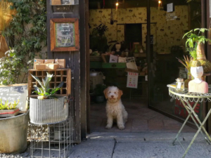 lagotto milano lucy