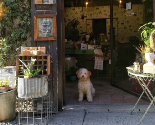 lagotto milano lucy