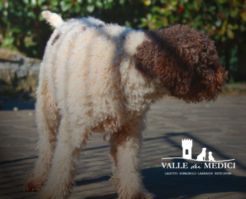 lagotto romagnolo italy