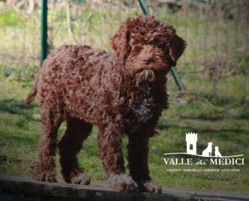 lagotto romagnolo litter