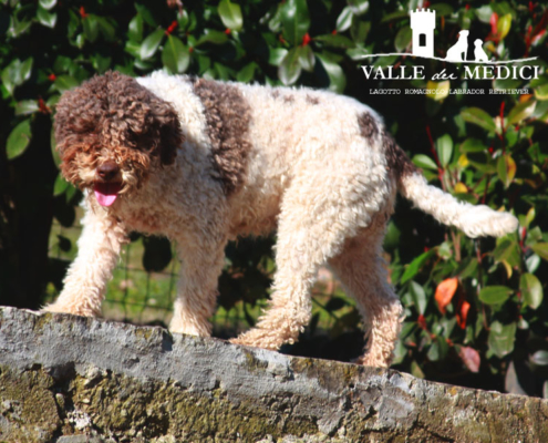 lagotto romagnolo pup