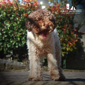 lagotto romagnolo pups