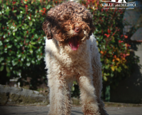 lagotto romagnolo pups