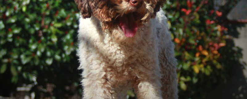 lagotto romagnolo pups