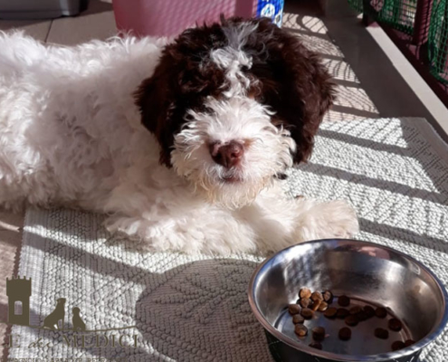 lagotto romagnolo breeders