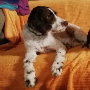 lagotto-romagnolo-valle-dei