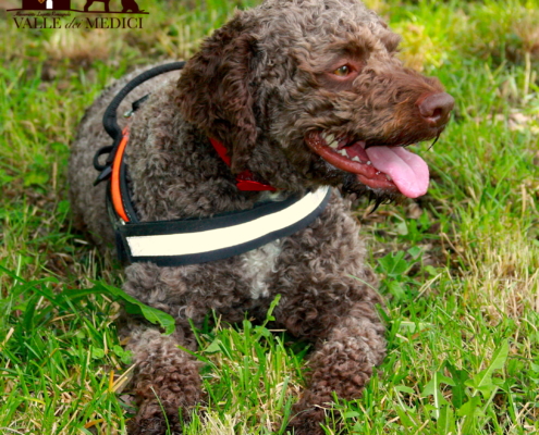 allevamenti Lagotto