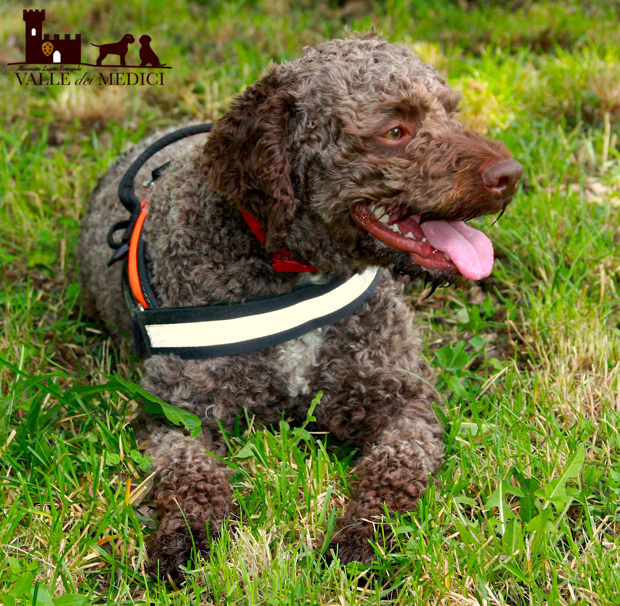 allevamenti Lagotto