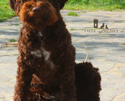 atena cane lagotto