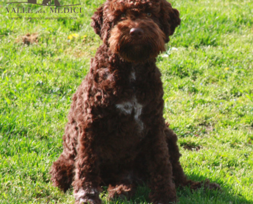 atena cane lagotto marrone