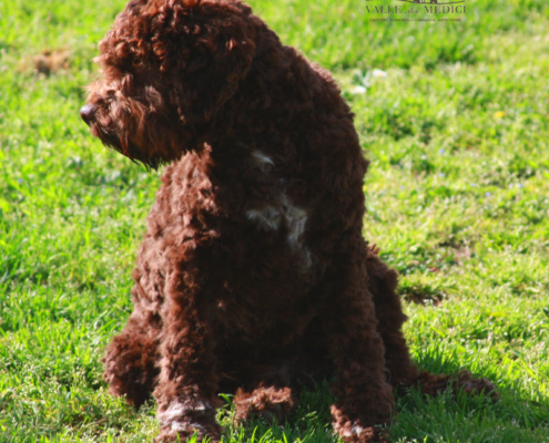 atena cuccioli lagotto bolognese