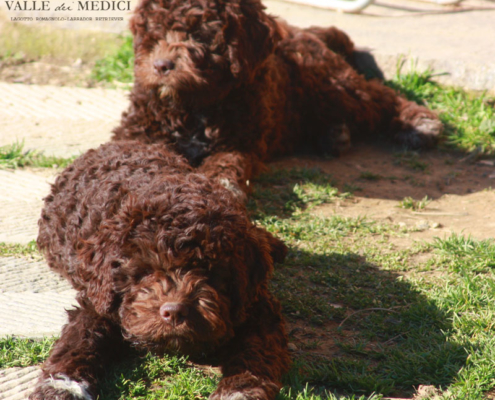 Lagotto Romagnolo Svizzera allevamento