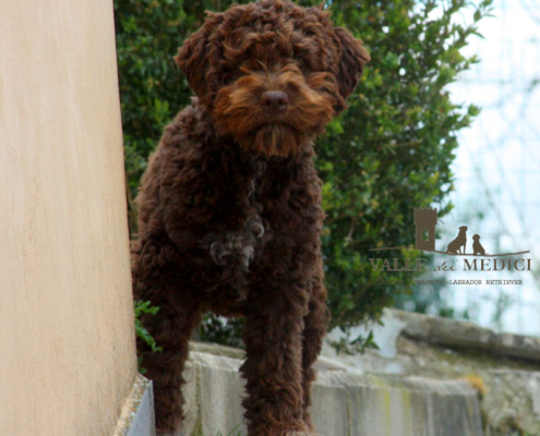 lagotto romagnolo marrone