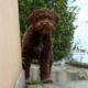 lagotto romagnolo marrone