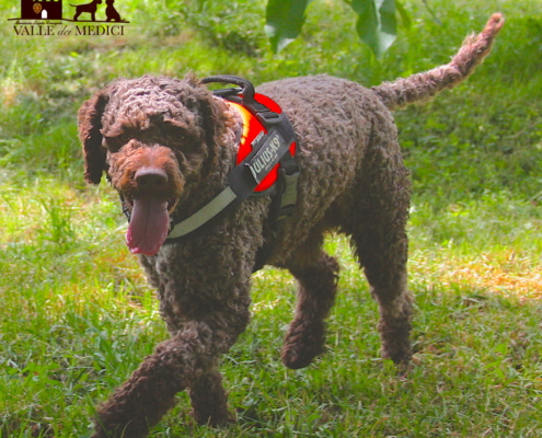 lagotto romagnolo marrone