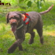 lagotto romagnolo marrone