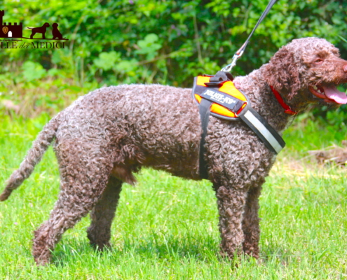 maschio lagotto accoppiamento