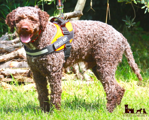 riproduttori lagotto romagnolo