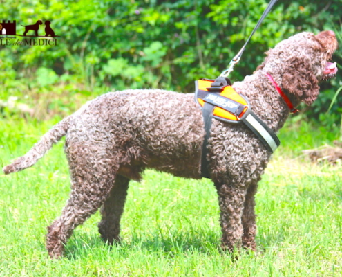 stallone lagotto romagnolo