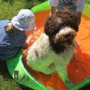 Stress nel cane lagotto