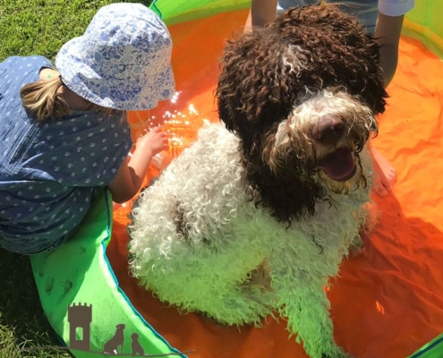 Stress nel cane lagotto