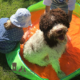 Stress nel cane lagotto