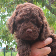 absolute lagotto