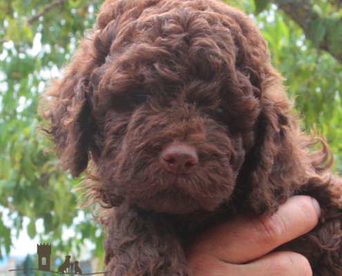 absolute lagotto