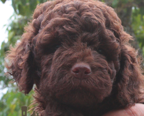 absolute lagotto cane