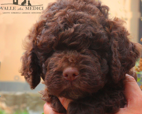 blue lagotto