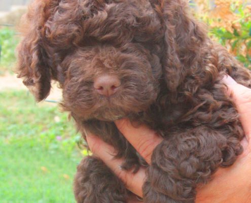 blue lagotto cane